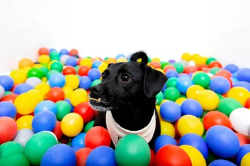 Zdjęcie z klubu Pawspective | Nosework i Dogfitness Poznań 