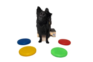 Zdjęcie z klubu Pawspective | Nosework i Dogfitness Poznań 