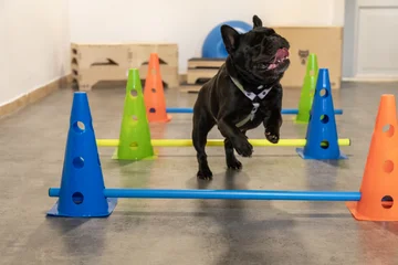 Zdjęcie z klubu Pawspective | Nosework i Dogfitness Poznań 