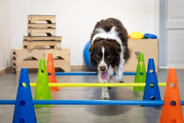 Zdjęcie z klubu Pawspective | Nosework i Dogfitness Poznań 