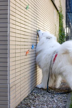 Zdjęcie z klubu Pawspective | Nosework i Dogfitness Poznań 