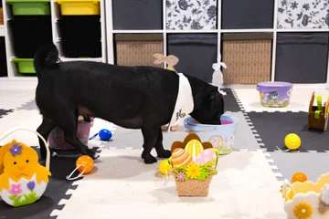 Zdjęcie z klubu Pawspective | Nosework i Dogfitness Poznań 