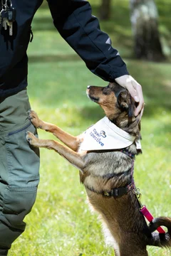 Zdjęcie z klubu Pawspective | Nosework i Dogfitness Poznań 