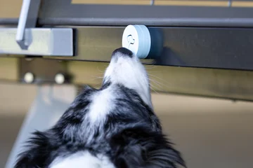 Zdjęcie z klubu Pawspective | Nosework i Dogfitness Poznań 