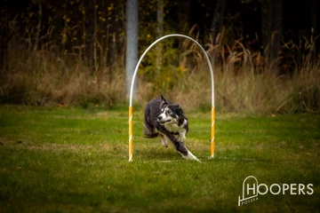 Zdjęcie z klubu Hoopers Polska