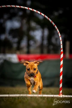 Zdjęcie z klubu Hoopers Polska