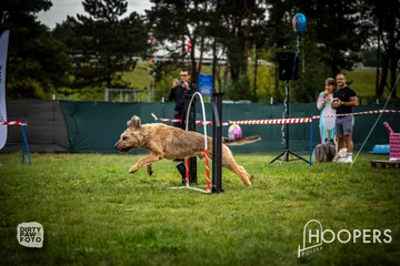 Zdjęcie z klubu Hoopers Polska