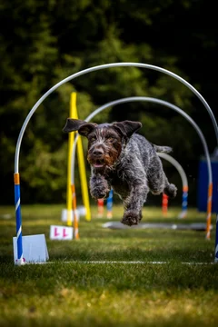 Zdjęcie z klubu Hoopers Polska