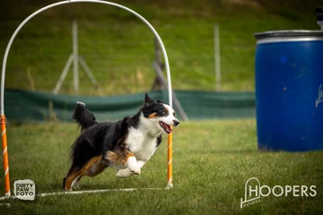 Zdjęcie z klubu Hoopers Polska