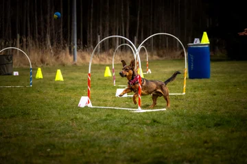 Zdjęcie z klubu Hoopers Polska