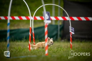 Zdjęcie z klubu Hoopers Polska