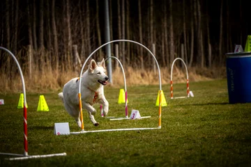 Zdjęcie z klubu Hoopers Polska