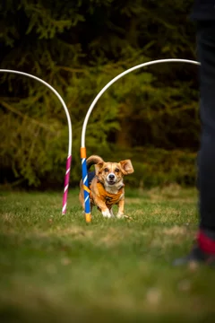 Zdjęcie z klubu Hoopers Polska