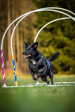 Zdjęcie z klubu Hoopers Polska