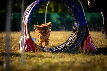 Zdjęcie z klubu Hoopers Polska