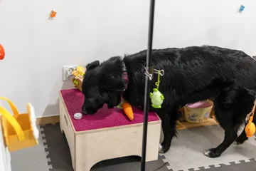Zdjęcie z klubu Pawspective | Nosework i Dogfitness Poznań 