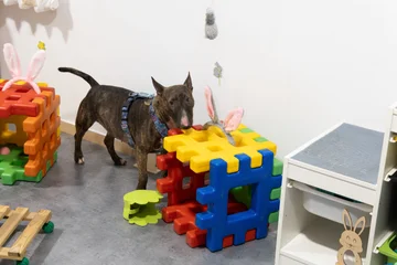 Zdjęcie z klubu Pawspective | Nosework i Dogfitness Poznań 