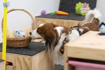 Zdjęcie z klubu Pawspective | Nosework i Dogfitness Poznań 