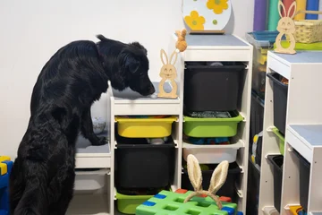 Zdjęcie z klubu Pawspective | Nosework i Dogfitness Poznań 