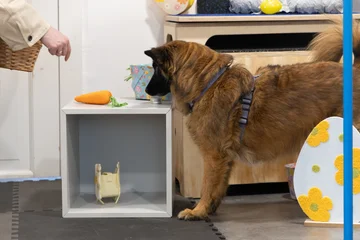 Zdjęcie z klubu Pawspective | Nosework i Dogfitness Poznań 