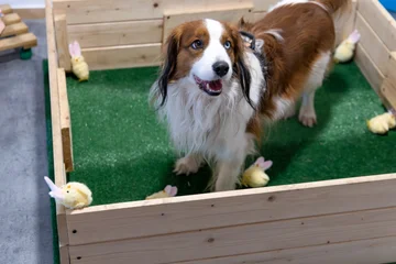 Zdjęcie z klubu Pawspective | Nosework i Dogfitness Poznań 