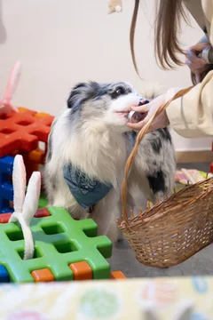 Zdjęcie z klubu Pawspective | Nosework i Dogfitness Poznań 