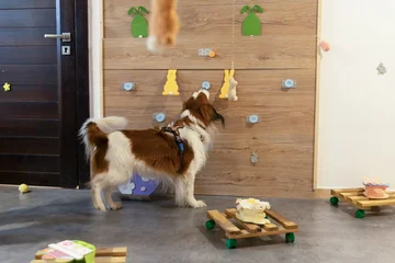 Zdjęcie z klubu Pawspective | Nosework i Dogfitness Poznań 