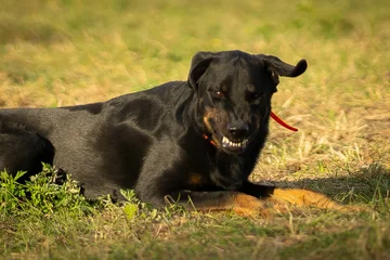 Django :)