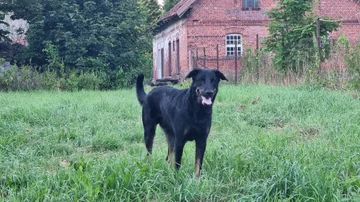 Django