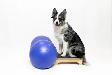 Zdjęcie z klubu Pawspective | Nosework i Dogfitness Poznań 
