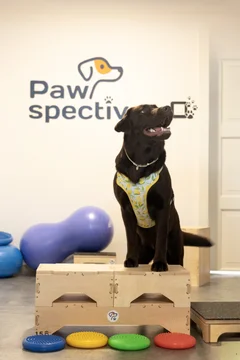 Zdjęcie z klubu Pawspective | Nosework i Dogfitness Poznań 