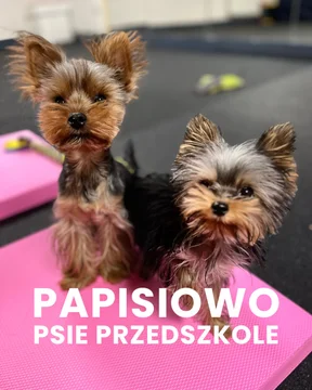Psia Warta