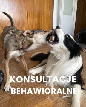 Zdjęcie z klubu Psia Warta