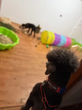 Zdjęcie z klubu Luna Lupi 
