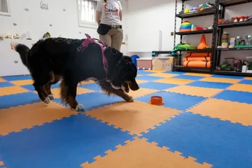 Nosework 