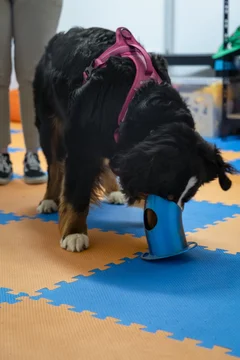 Nosework 