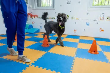 Psi akrobata 