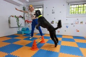 Psi Akrobata 