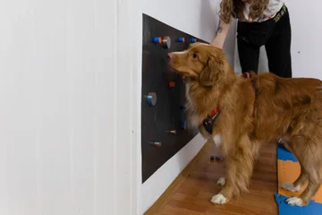 Nosework 