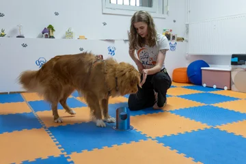 Nosework 