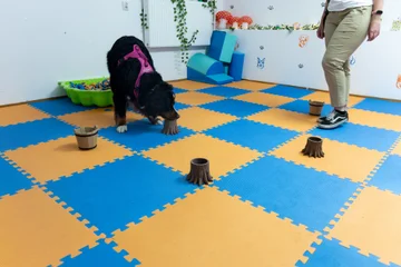 Nosework 