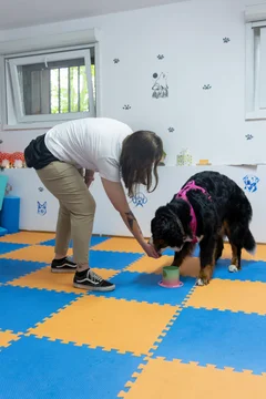 Nosework 