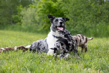 Zdjęcie z klubu Woof Motion