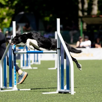 Treningowe zawody agility 