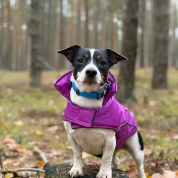 Belteam Autumn Agility Cup 