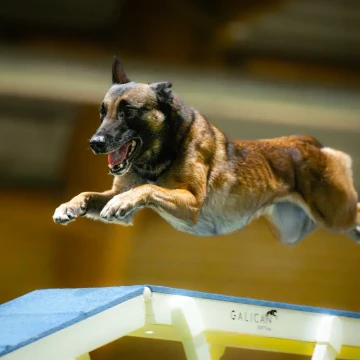 Treningowe Zawody Agility o tytuł Mistrzowskiego Duetu 