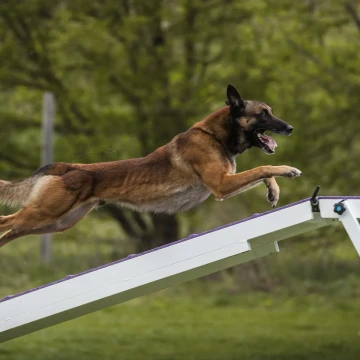 Zawody Agility o Puchar Belteam 