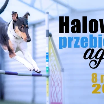 Halowe treningowe przebiegi agility MARZEC 2026