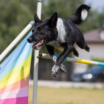 Barko spontan