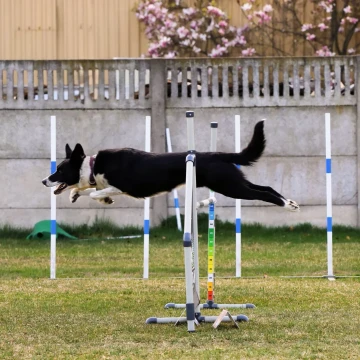 Treningowe Zawody Agility na początek lata